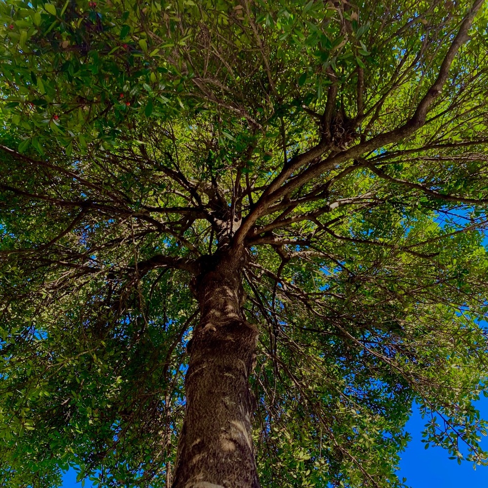 Meet your Posher, Genevieve